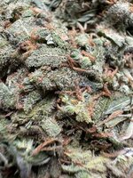 IMG_4672.jpeg