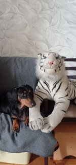 IMG_20250827_014644_713.jpg