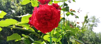 IMG_20220815_141653_408.jpg