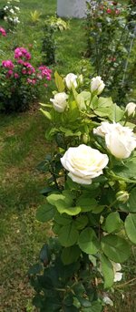 IMG_20220815_141319_231.jpg