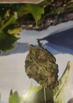 Purple_Punch.jpg