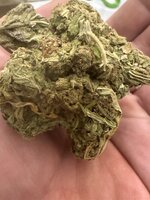 IMG_2964.jpeg