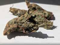 liberty haze.png