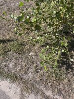 IMG_0425.jpeg