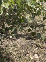 IMG_0426.jpeg
