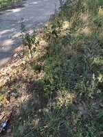 IMG_20250829_151013.jpg