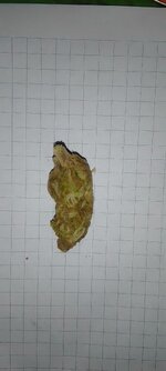 G13 Haze.jpg