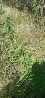 IMG_20250830_112448_476.jpg
