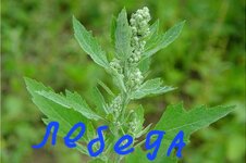 lebeda-1948197346.jpg lebeda-1948197346.jpg