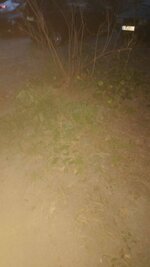 IMG_0805.jpeg