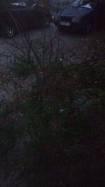 IMG_0806.jpeg