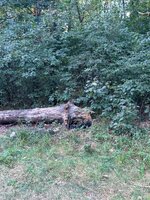 IMG_0810.jpeg