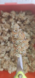 White Widow.jpg