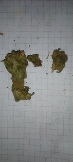 White Widow.jpg