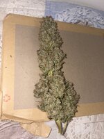 IMG_6287.jpeg