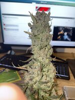 IMG_6253.jpeg