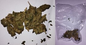 weed from black pantera.jpg