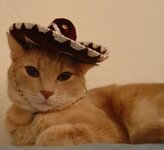 sombrero-cat-13.jpg