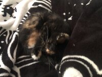 IMG_2037.jpeg