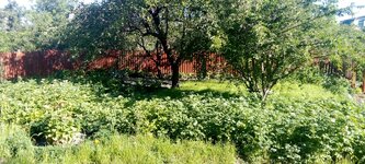 IMG_20240706_082432.jpg