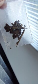 IMG_20240729_080838.jpg