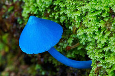 entoloma-hochstetteri.jpg