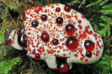 hydnellum-peckii.jpg