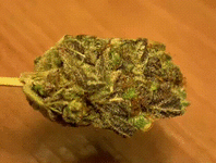 IMG_7002.gif