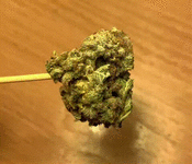 IMG_7003.gif