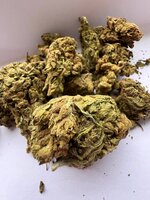 IMG_1379.jpeg