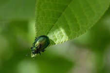 leaf-beetle-8762088_1280.jpg