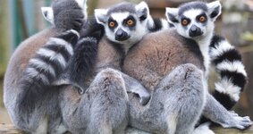 Kiltsekhvostyy-lemur-730x387.jpg