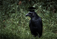 smart  crow.png