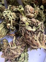 IMG_1686.jpeg