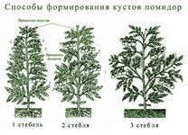 sposoby-formirovanija-kustov-tomata.jpg