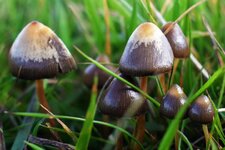 michail_vishnevsky_psilocybe_semilanceata_psiloczibe_polulanczetovidnaya_120973-1170x780.jpg