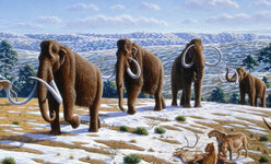 Woolly_mammoth_(Mammuthus_primigenius)_-_Mauricio_Antón.jpg