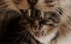 cats.gif