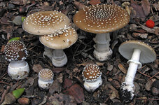 muhomor-panternyj-amanita-pantherina-5.jpeg