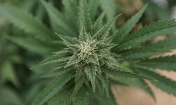 marijuana-plants-26-e1629840350417.jpg