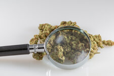 marijuana-magnifying-glass-2.jpg