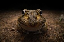 7._nikon_young_photographer_category_winner_kingston-tam_awkward-smiley-frog.jpg