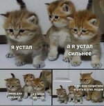 Мемы с котами.jpeg