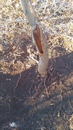 IMG_20250105_201729_792.jpg