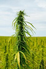 fruiting-stand-hemp-plant-field_181624-58508.jpg