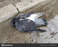 depositphotos_468209402-stock-photo-dead-dove-ground-puddle.jpg