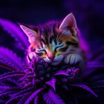 Dramatic cinematic style photograph of a kitten asleep on a purple marijuana bud deep ultravio...jpg