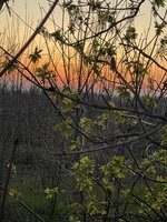 IMG_0080.jpeg