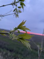 IMG_0034.jpeg