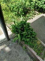 IMG_20250427_120251.jpg